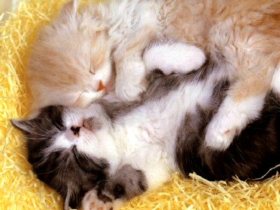 calins de chats