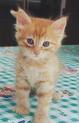 bébé chat