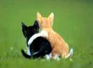 tro chou